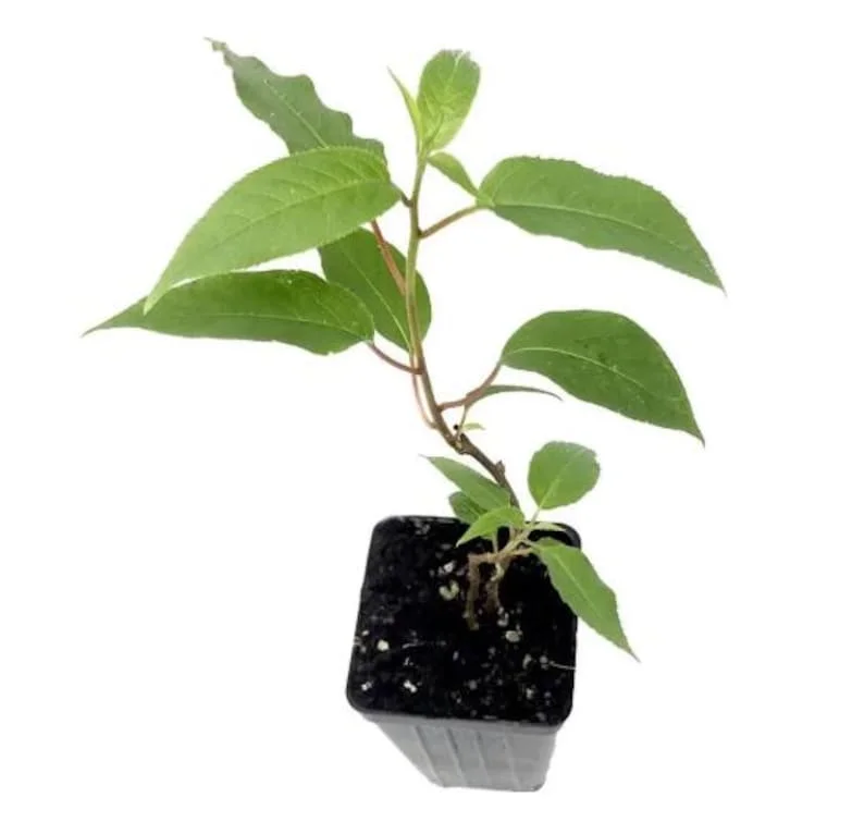 High-Yielding Kiwi Trees - 2 Live Plants - Starter Size 4-6 Inches - Sweet Hardy Vine