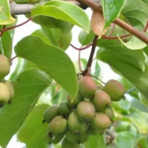 High-Yielding Kiwi Trees - 2 Live Plants - Starter Size 4-6 Inches - Sweet Hardy Vine
