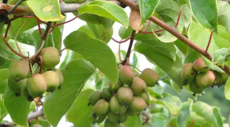 High-Yielding Kiwi Trees - 2 Live Plants - Starter Size 4-6 Inches - Sweet Hardy Vine