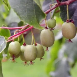 High-Yielding Kiwi Trees - 2 Live Plants - Starter Size 4-6 Inches - Sweet Hardy Vine