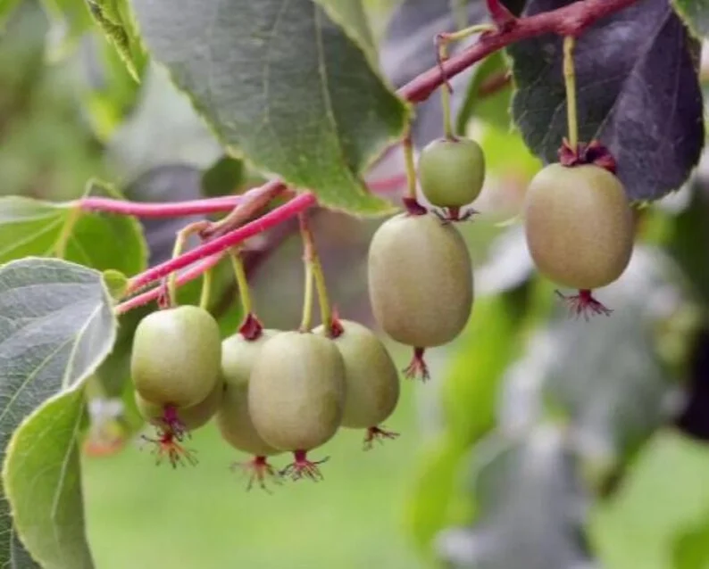 High-Yielding Kiwi Trees - 2 Live Plants - Starter Size 4-6 Inches - Sweet Hardy Vine