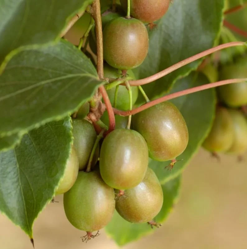 High-Yielding Kiwi Trees - 2 Live Plants - Starter Size 4-6 Inches - Sweet Hardy Vine