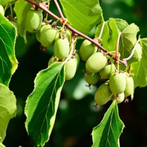 High-Yielding Kiwi Trees - 2 Live Plants - Starter Size 4-6 Inches - Sweet Hardy Vine