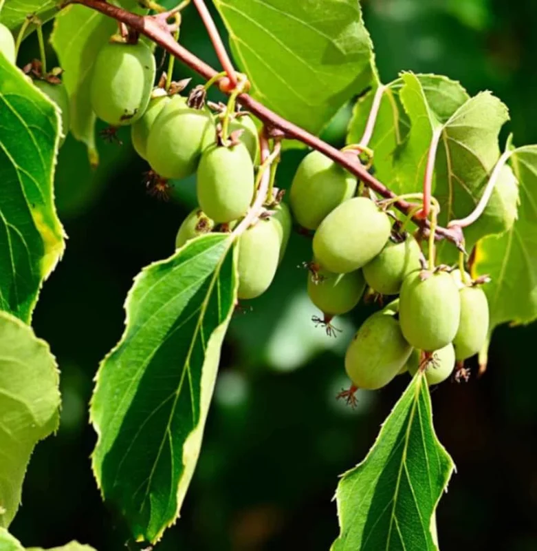 High-Yielding Kiwi Trees - 2 Live Plants - Starter Size 4-6 Inches - Sweet Hardy Vine