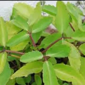 Kalanchoe Pinnata Plant Miracle Leaf of Life 4 Inch Pot Succulent