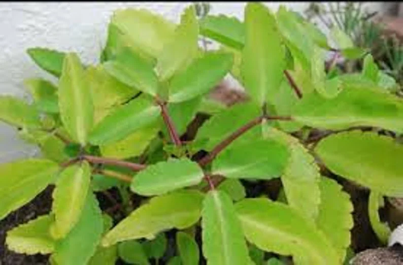 Kalanchoe Pinnata Plant Miracle Leaf of Life 4 Inch Pot Succulent