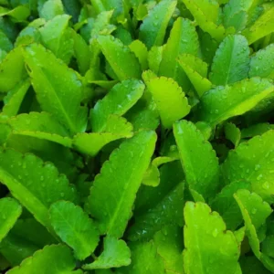 Kalanchoe Pinnata Plant Miracle Leaf of Life 4 Inch Pot Succulent