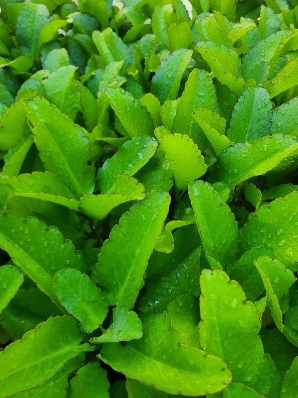 Kalanchoe Pinnata Plant Miracle Leaf of Life 4 Inch Pot Succulent