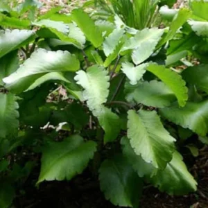 Kalanchoe Pinnata Plant Miracle Leaf of Life 4 Inch Pot Succulent