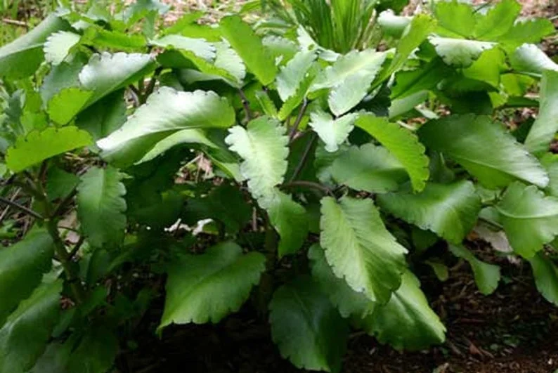 Kalanchoe Pinnata Plant Miracle Leaf of Life 4 Inch Pot Succulent