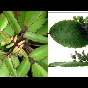 Kalanchoe Pinnata Plant Miracle Leaf of Life 4 Inch Pot Succulent