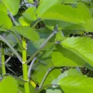 Kalanchoe Pinnata Plant Miracle Leaf of Life 4 Inch Pot Succulent