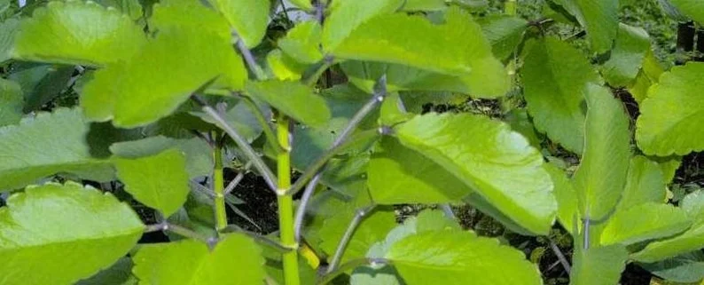 Kalanchoe Pinnata Plant Miracle Leaf of Life 4 Inch Pot Succulent