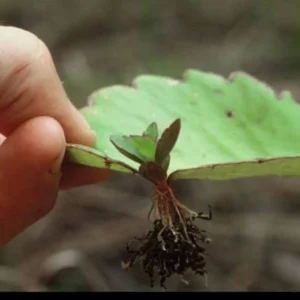 Kalanchoe Pinnata Plant Miracle Leaf of Life 4 Inch Pot Succulent