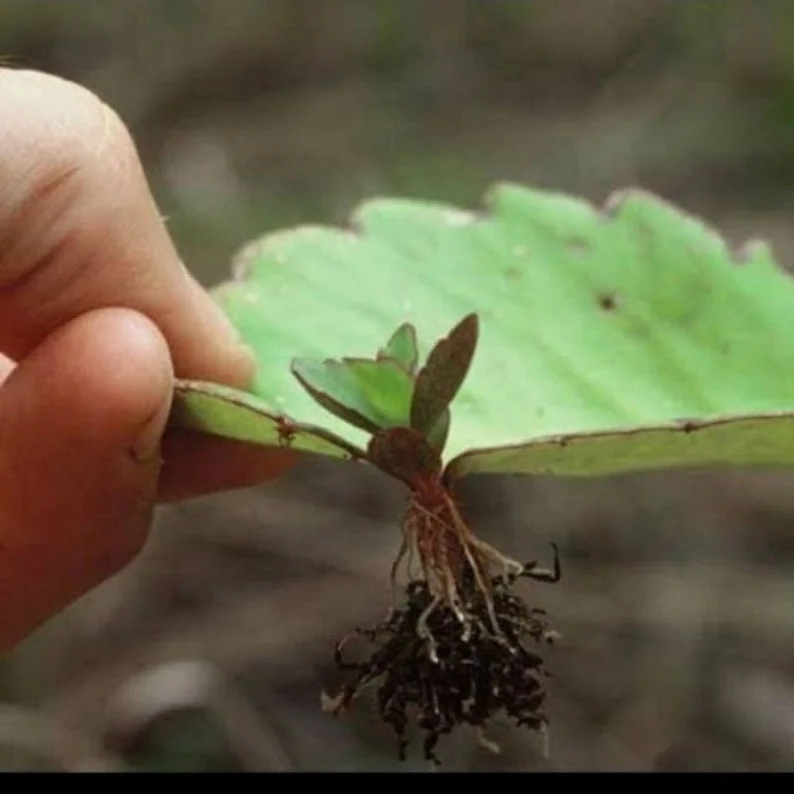 Kalanchoe Pinnata Plant Miracle Leaf of Life 4 Inch Pot Succulent