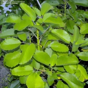 Kalanchoe Pinnata Plant Miracle Leaf of Life 4 Inch Pot Succulent