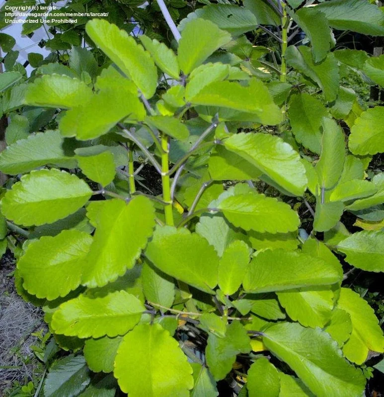 Kalanchoe Pinnata Plant Miracle Leaf of Life 4 Inch Pot Succulent