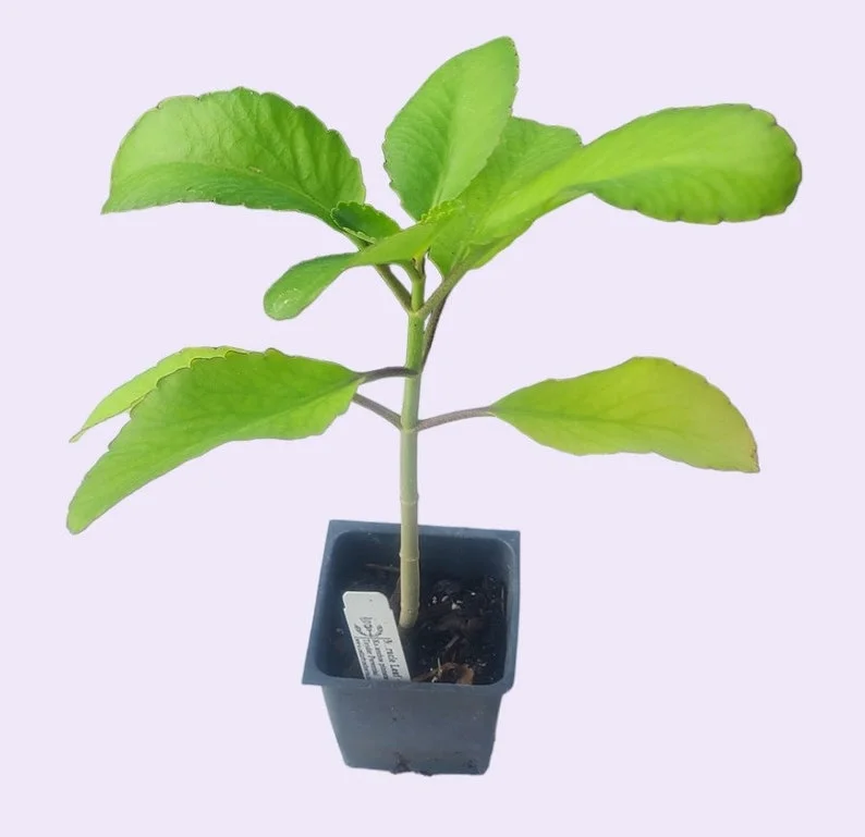 Kalanchoe Pinnata Plant Miracle Leaf of Life 4 Inch Pot Succulent