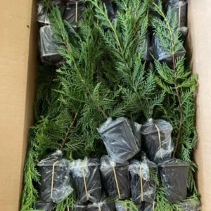 Leyland Cypress Trees Live Plants 10 Pack Fast Growing Evergreen Zone 5-9