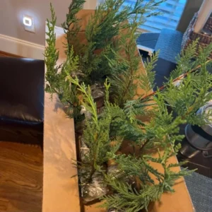 Leyland Cypress Trees Live Plants 10 Pack Fast Growing Evergreen Zone 5-9