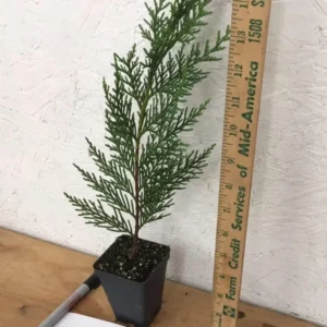 Leyland Cypress Trees Live Plants 10 Pack Fast Growing Evergreen Zone 5-9