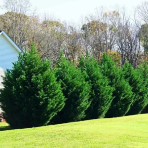 Leyland Cypress Trees Live Plants 10 Pack Fast Growing Evergreen Zone 5-9