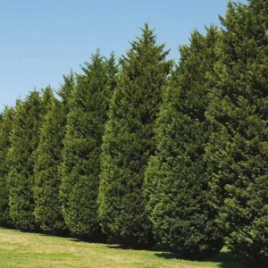 Leyland Cypress Trees Live Plants 10 Pack Fast Growing Evergreen Zone 5-9