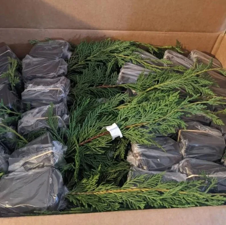 Leyland Cypress Trees Live Plants 10 Pack Fast Growing Evergreen Zone 5-9