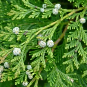 Leyland Cypress Trees Live Plants 10 Pack Fast Growing Evergreen Zone 5-9