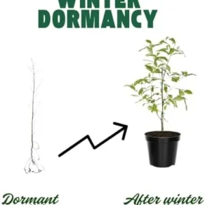 Oak Tree Live Plant, Oak Shades Tree in Quart Pot, Dormant in Winter, 6-12'' Tall, Ready to Grow Seedlings (White Oak)