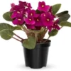 Random African Violets Live Plant, African Violet Plant, 4 Inc Pot