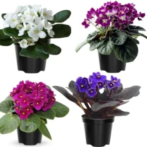 Random African Violets Live Plant, African Violet Plant, 4 Inc Pot