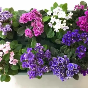 Random African Violets Live Plant, African Violet Plant, 4 Inc Pot
