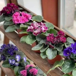 Random African Violets Live Plant, African Violet Plant, 4 Inc Pot