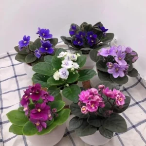 Random African Violets Live Plant, African Violet Plant, 4 Inc Pot