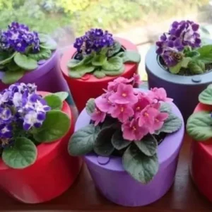 Random African Violets Live Plant, African Violet Plant, 4 Inc Pot
