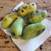 Set 2 Pawpaw Tree Live Plant Bare Roots, Hardy Paw Paw Plant, 6 to 12 Inc Tall, Paw Paw Live Plant