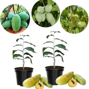 Set 2 Pawpaw Tree Live Plant Bare Roots, Hardy Paw Paw Plant, 6 to 12 Inc Tall, Paw Paw Live Plant