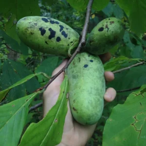 Set 2 Pawpaw Tree Live Plant Bare Roots, Hardy Paw Paw Plant, 6 to 12 Inc Tall, Paw Paw Live Plant