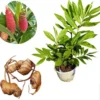 Shampoo Ginger Plant, Red Top Ginger, 5-9" Tall, No Pot