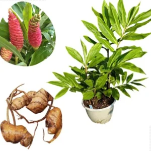 Shampoo Ginger Plant, Red Top Ginger, 5-9" Tall, No Pot