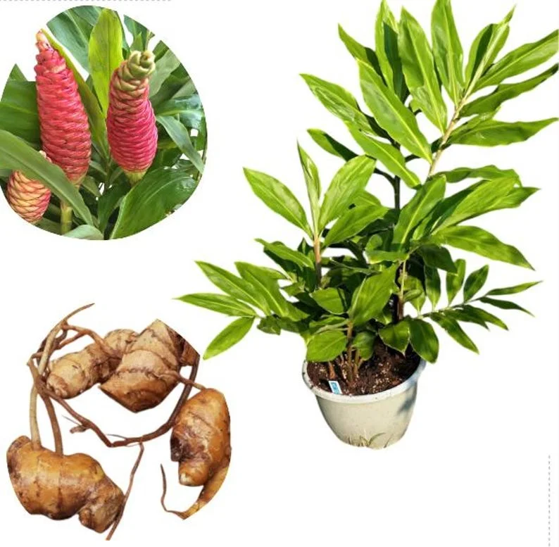 Shampoo Ginger Plant, Red Top Ginger, 5-9" Tall, No Pot