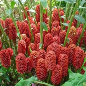 Shampoo Ginger Plant, Red Top Ginger, 5-9" Tall, No Pot