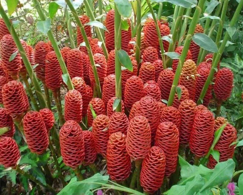 Shampoo Ginger Plant, Red Top Ginger, 5-9" Tall, No Pot