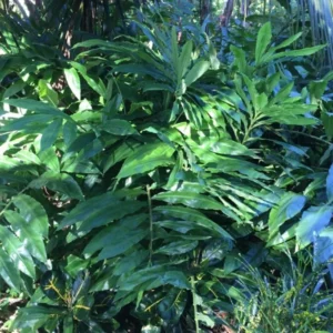 Shampoo Ginger Plant, Red Top Ginger, 5-9