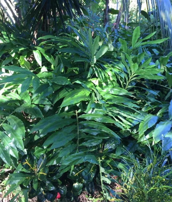 Shampoo Ginger Plant, Red Top Ginger, 5-9" Tall, No Pot