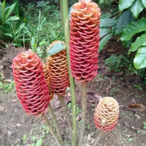 Shampoo Ginger Plant, Red Top Ginger, 5-9