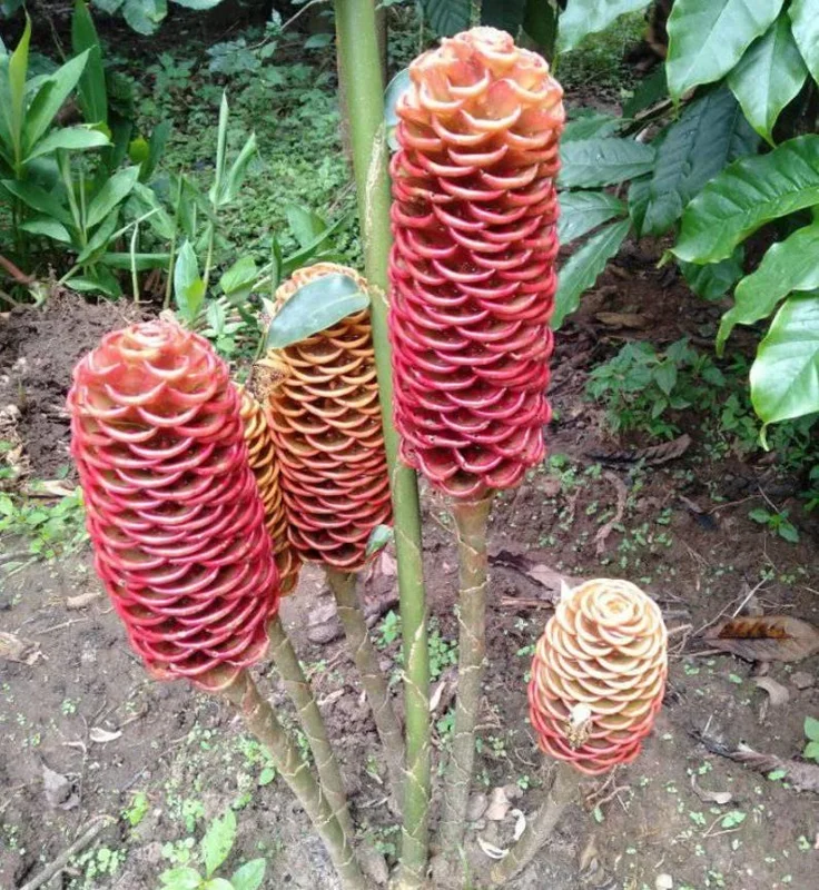 Shampoo Ginger Plant, Red Top Ginger, 5-9" Tall, No Pot