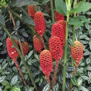 Shampoo Ginger Plant, Red Top Ginger, 5-9