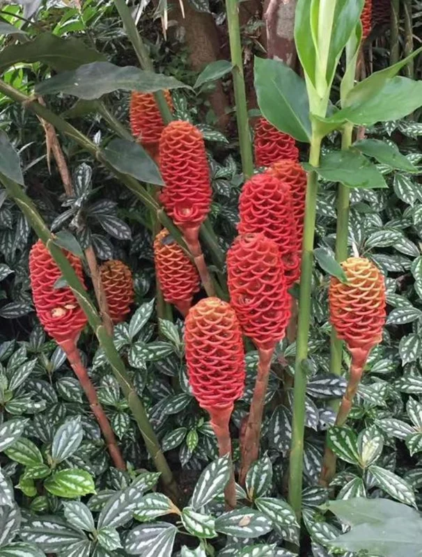 Shampoo Ginger Plant, Red Top Ginger, 5-9" Tall, No Pot